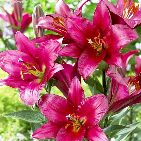 Лилия дерево Purple Prince (Treelily)