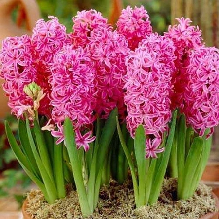 Гиацинт Violet Pearl (3 шт. в уп.)