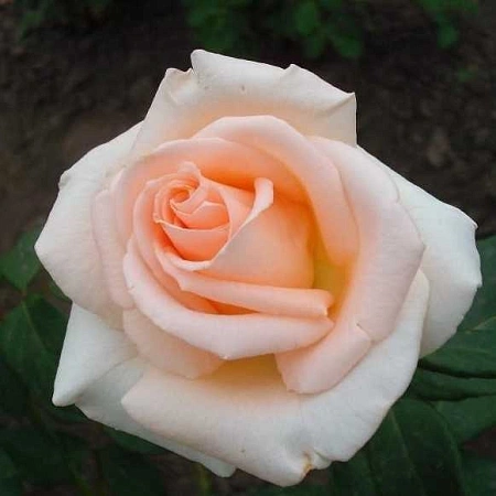 Роза чайно-гибридная Вивальди (Vivaldi) Сербия