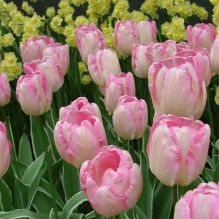 Тюльпан New Design