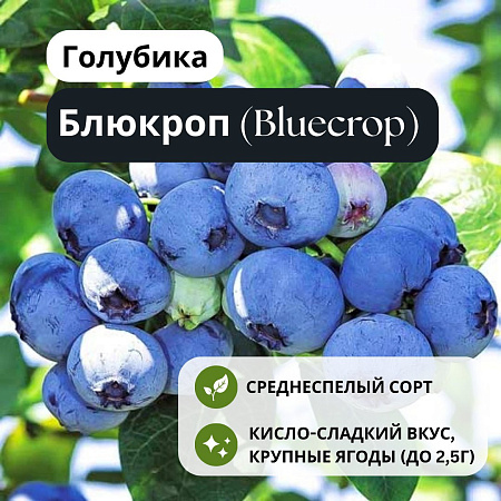 Голубика Блюкроп (Bluecrop) C3 Голубика Блюкроп (Bluecrop) C3