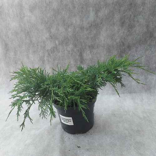 Можжевельник Блю Дануб (Blue Danube) казацкий С3 30-40 см Можжевельник Блю Дануб (Blue Danube) казацкий С3 30-40 см