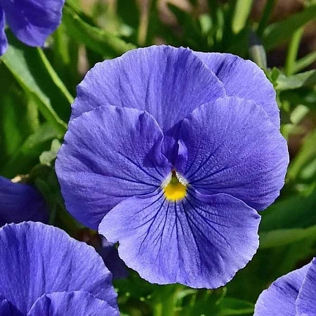 Виола, рассада