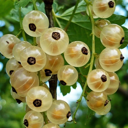 Смородина белая Белая фея Смородина белая Белая фея