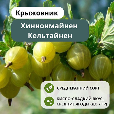 Крыжовник Хиннонмайнен Кельтайнен С5
