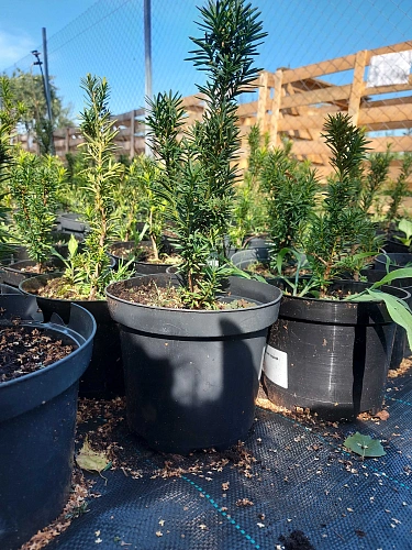 Тис Хикси средний 20-30 см Тис Хикси средний 20-30 см