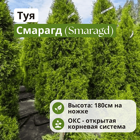 Туя Смарагд (Smaragd) 180 см на ножке