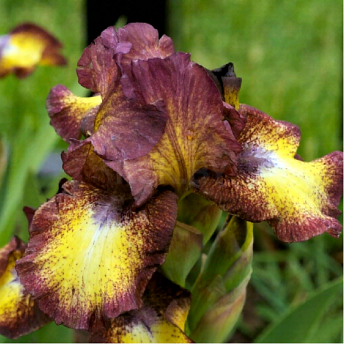 Ирис Germanica Spotted Yellow (1 шт. в уп.) Ирис Germanica Spotted Yellow (1 шт. в уп.)