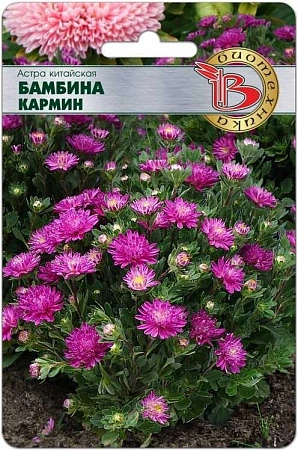 Астра китайская Бамбина Кармин, 20 шт (Биотехника) Астра китайская Бамбина Кармин, 20 шт (Биотехника)