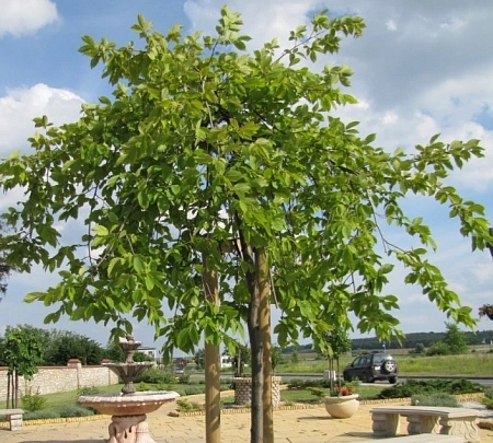 Граб Pendula обыкновенный 100-150 см Граб Pendula обыкновенный 100-150 см