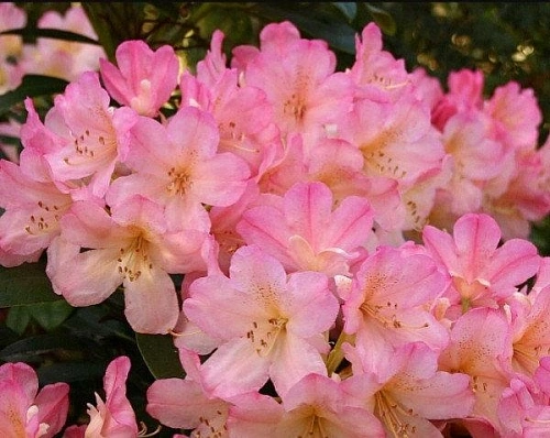 Рододендрон Percy Wiseman 40-50 см Рододендрон Percy Wiseman 40-50 см