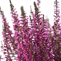 Вереск Пинк Энджи (Pink Angie) Вереск Пинк Энджи (Pink Angie)
