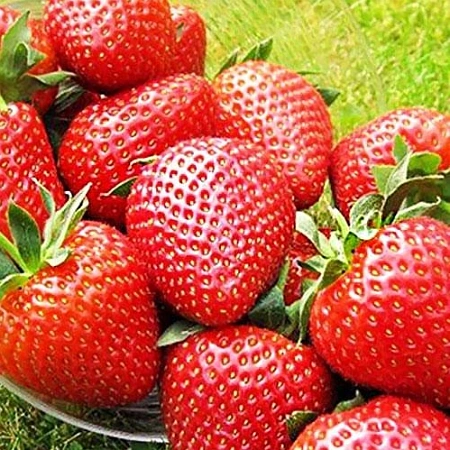 Клубника Вайбрант