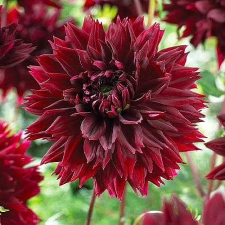 Георгина Black Touch (уп. 1 шт)