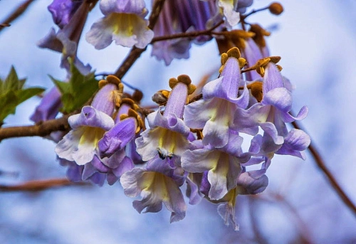 Павловния Павловния