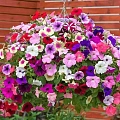 Петуния каскадная Петуния каскадная