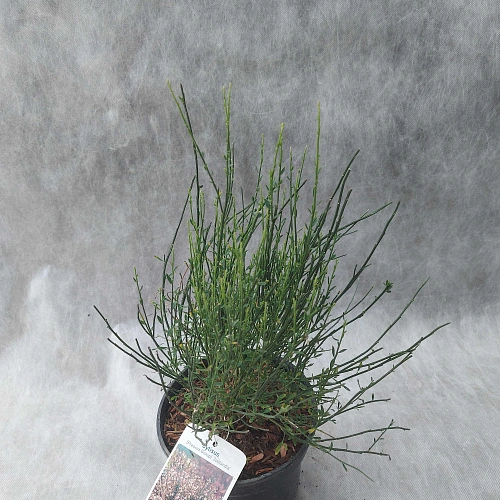 Ракитник Zeelandia С2 Ракитник Zeelandia С2