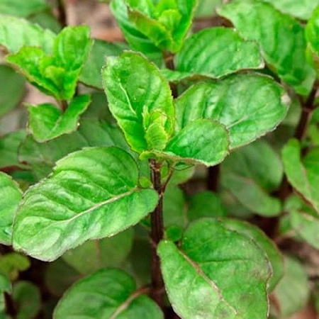 Мята Еau de cologne Мята Еau de cologne