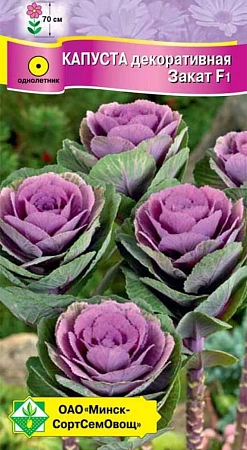 Капуста декоративная Закат F1, 7 шт (МССО) Капуста декоративная Закат F1, 7 шт (МССО)