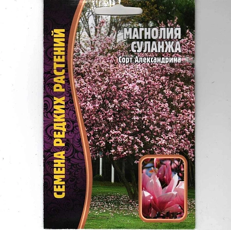 Магнолия Суланжа, 3 шт (Ред сем)