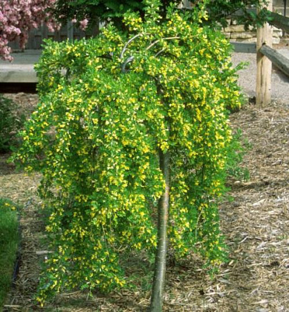 Карагана древовидная Walker на штамбе 150 см Карагана древовидная Walker на штамбе 150 см