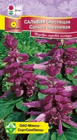 Сальвия блестящая Сальса сиреневая, 10 шт (МССО) Сальвия блестящая Сальса сиреневая, 10 шт (МССО)