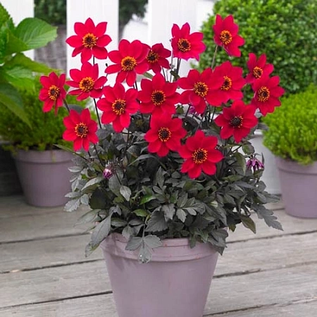 Георгина Happy Days Cherry Red (уп. 1 шт)