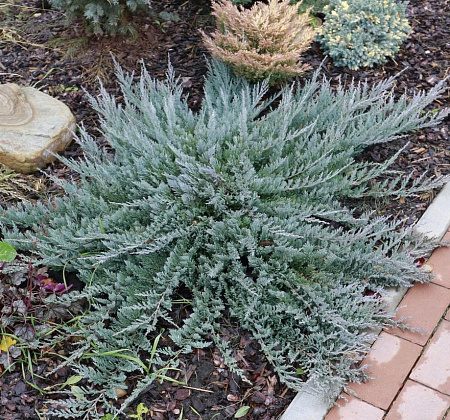 Можжевельник горизонтальный Блю Форест 20-30 см