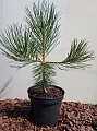 Сосна Нигра (Nigra) черная 20-25 см Сосна Нигра (Nigra) черная 20-25 см