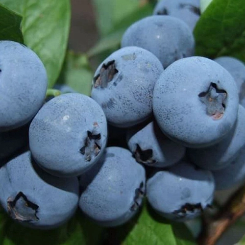 Голубика высокорослая Бонус Голубика высокорослая Бонус