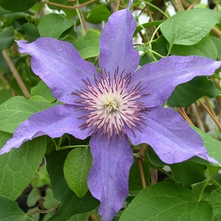 Клематис Dzieci Warszawy (Дети Варшавы)