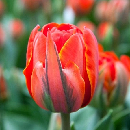 Тюльпан Queensday
