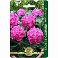 Пеларгония Мефисто F1 Роуз, 5 шт (Биотехника) Пеларгония Мефисто F1 Роуз, 5 шт (Биотехника)