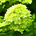 Гортензия метельчатая Mojito 40-60 см Гортензия метельчатая Mojito 40-60 см