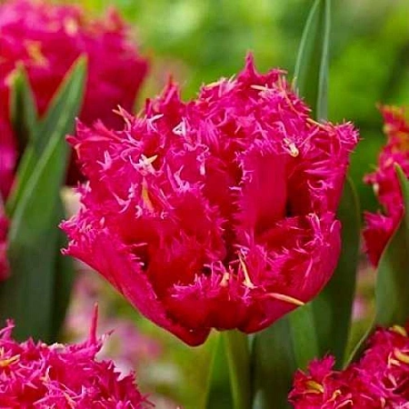 Тюльпан Kingston (5 шт. в уп.)