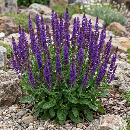 Шалфей Виолет Кёнигин (Violet Konigin) дубравный С3 Шалфей Виолет Кёнигин (Violet Konigin) дубравный С3