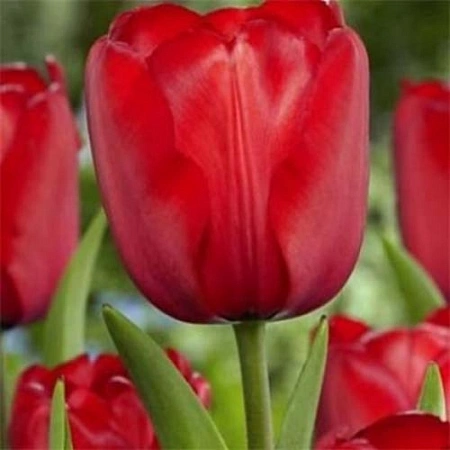 Тюльпан Red Impression