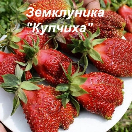 Клубника Купчиха (земклуника)