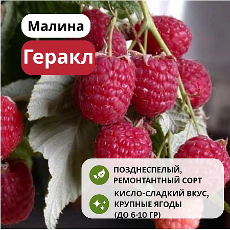 Малина Геракл ремонтантная С3
