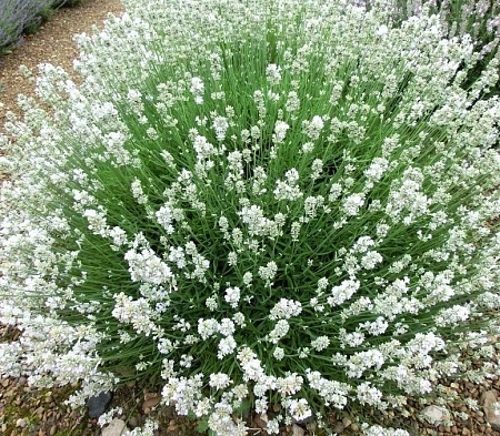 Лаванда Arctic Snow узколистная