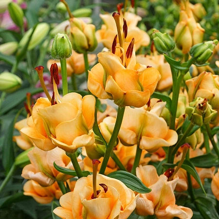 Лилия Apricot Fudge (уп. 1 шт)