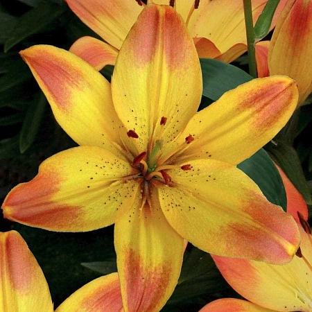 Лилия Happy Memories (уп. 3 шт)