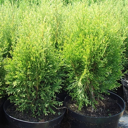 Туя западная Смарагд Витбонт 30-40 см Туя западная Смарагд Витбонт 30-40 см