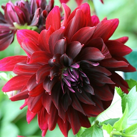 Георгина Rip City (1 шт. в уп.)