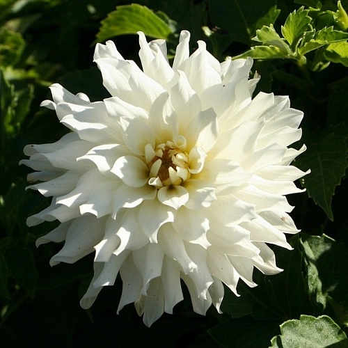 Георгина Aspen Георгина Aspen