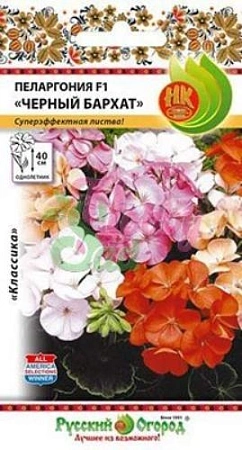 Пеларгония Черный бархат, смесь 5 шт Пеларгония Черный бархат, смесь 5 шт