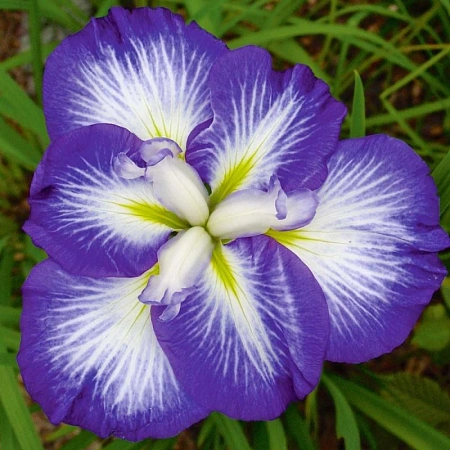 Ирис Ensata Gusto (1 шт. в уп.)