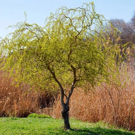 Ива Матсудана крученая Ива Матсудана крученая