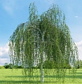 Береза повислая (бородавчатая) ОКС Береза повислая (бородавчатая) ОКС