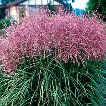 Мискантус Malepartus (уп. 1 шт) Мискантус Malepartus (уп. 1 шт)